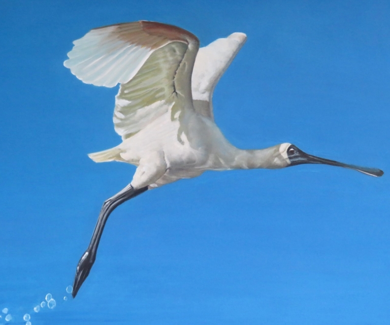 Lift off for the Royal Spoonbill